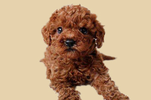 贵宾泪痕严重怎么办