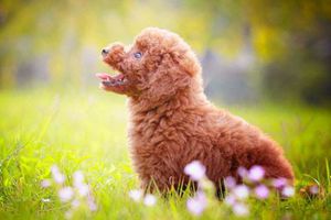 贵宾能吃什么蔬菜