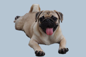 巴哥狗为什么那么臭