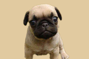 八哥犬喂什么最好