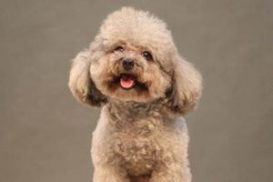 贵宾泪痕怎么去掉