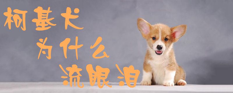 柯基犬为什么流眼泪1