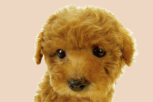 泰迪犬怎么看纯度