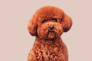 贵宾发情期在什么时候