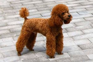 贵宾可以吃什么水果