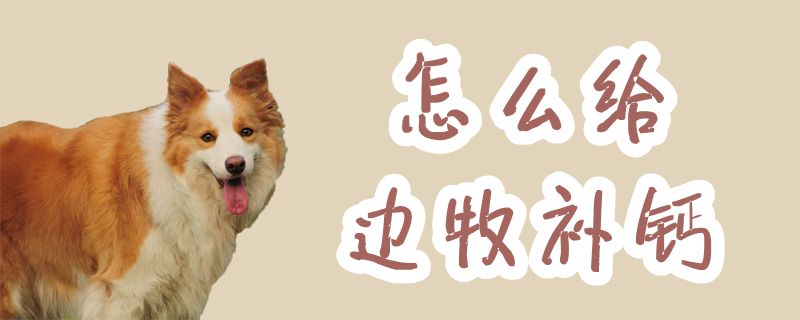 怎么给边牧补钙