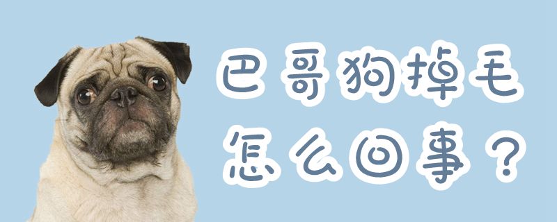 巴哥狗掉毛怎么回事