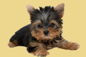 约克夏体味重怎么办