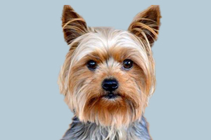 约克夏掉毛怎么办