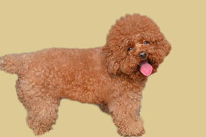 贵宾缺钙吃什么补最快