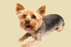 约克夏体味很重怎么办