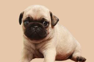 一个月的八哥犬喂什么