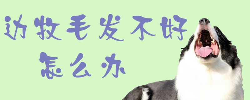 边牧毛发不好怎么办1