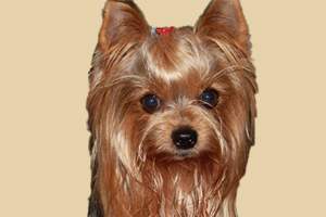 约克夏什么时候立耳