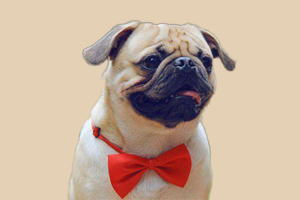 巴哥发情多长时间配种