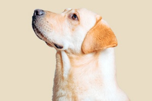 拉布拉多犬掉毛严重怎么办