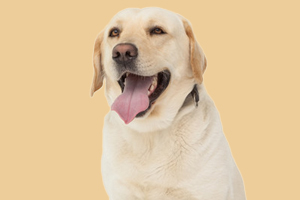 拉布拉多犬眼屎多怎么办