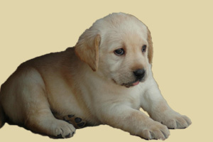 拉布拉多犬毛色发白怎么办