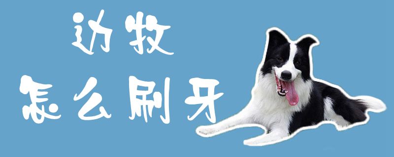 边牧怎么刷牙1