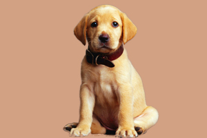 拉布拉多犬喂养方法是什么