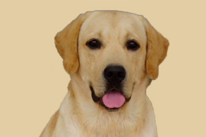 拉布拉多体臭为什么