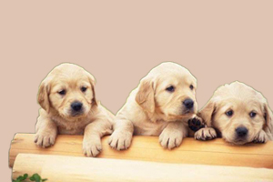 拉布拉多体臭怎么办