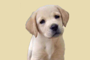 拉布拉多的缺点是什么