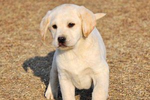 拉布拉多犬不爱吃食怎么办