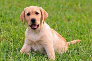 拉布拉多体味重怎么办