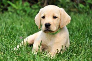 拉布拉多犬缺钙的表现有哪些