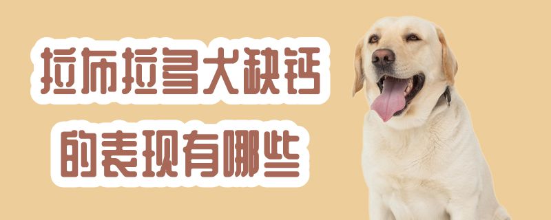 拉布拉多犬缺钙的表现有哪些