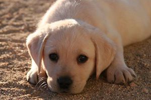 怎样给拉布拉多犬补钙