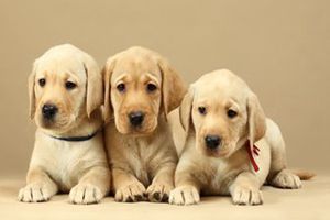 拉布拉多犬要吃什么