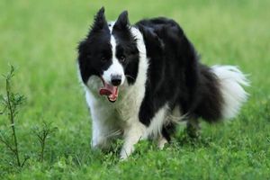 边牧幼犬怎样辨别好坏