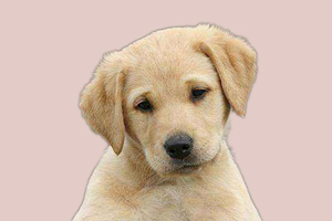 拉布拉多犬掉毛厉害怎么办