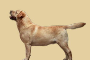 拉布拉多犬不听话怎么办