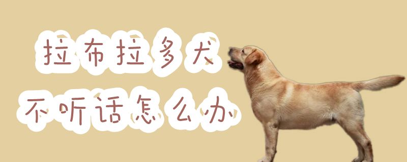 拉布拉多犬不聽話怎麼辦