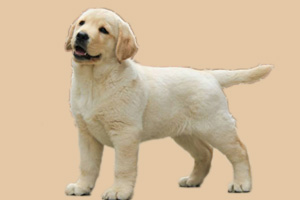 拉布拉多犬体味重怎么办