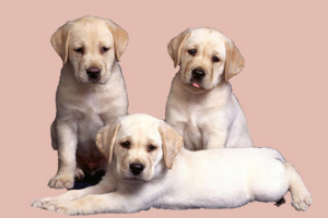 拉布拉多犬不吃狗粮怎么办