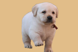 拉布拉多犬有泪痕怎么办