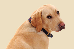 拉布拉多犬掉毛怎么办