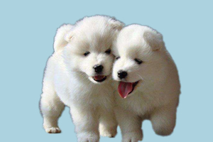 萨摩耶幼犬可以吃什么水果