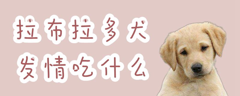 拉布拉多犬發情吃什麼