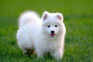 萨摩耶幼犬缺钙症状有哪些