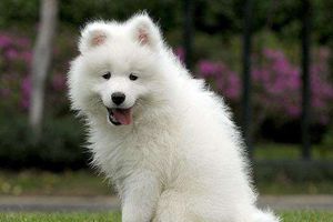 萨摩耶幼犬挑食怎么办