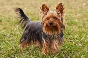 约克夏可以吃什么