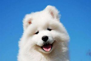 萨摩耶幼犬的毛发涩怎么办