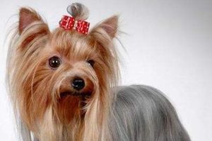 约克夏耳朵立不起来怎么办