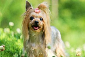 约克夏能吃什么