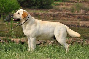 拉布拉多犬发情期多长